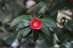 铁海棠花
