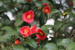 铁海棠花