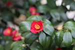铁海棠花