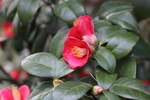 铁海棠花