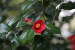 铁海棠花