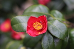 铁海棠花