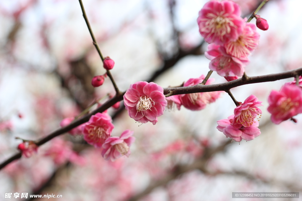 粉色梅花