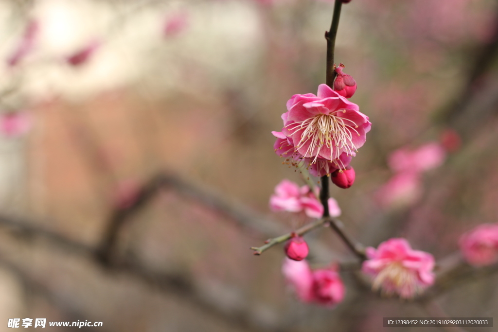 粉色梅花