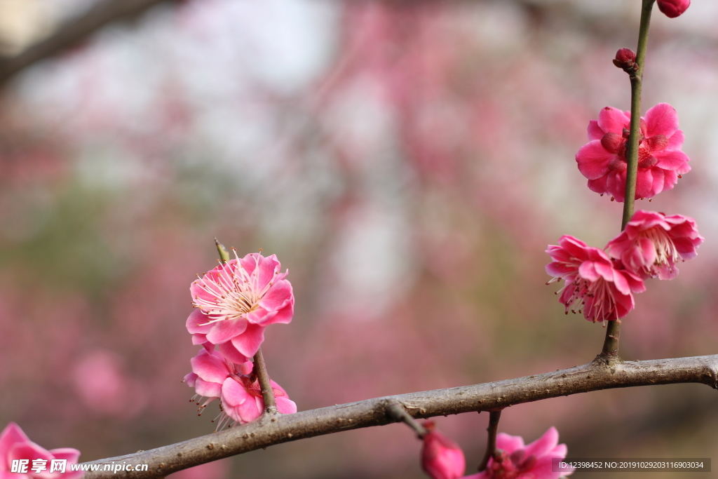 粉色梅花