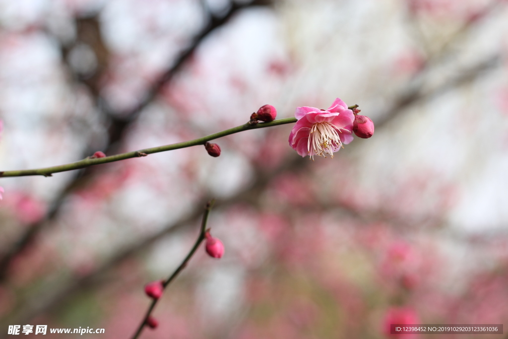 粉色梅花