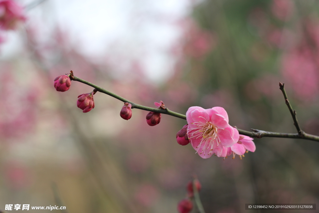 粉色梅花