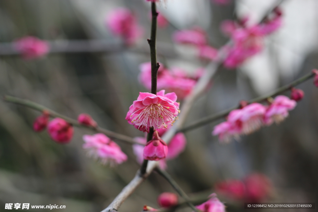 粉色梅花