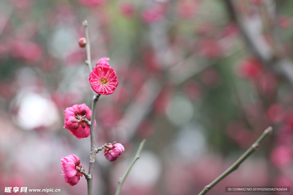 红色梅花