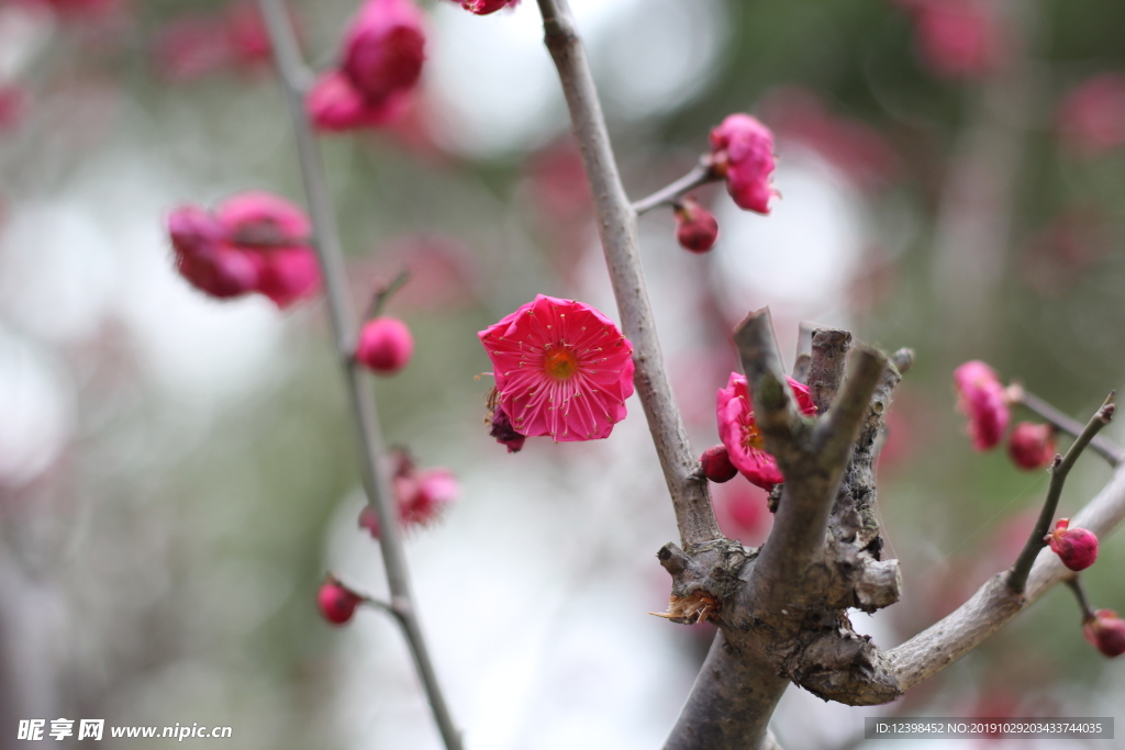 红色梅花