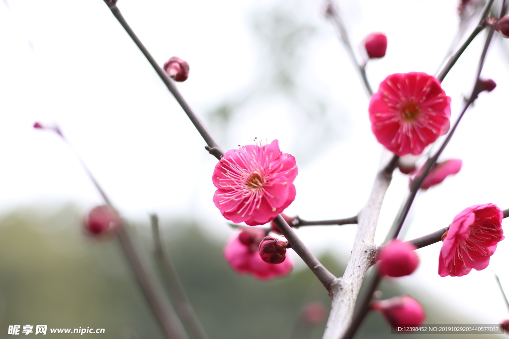 红色梅花