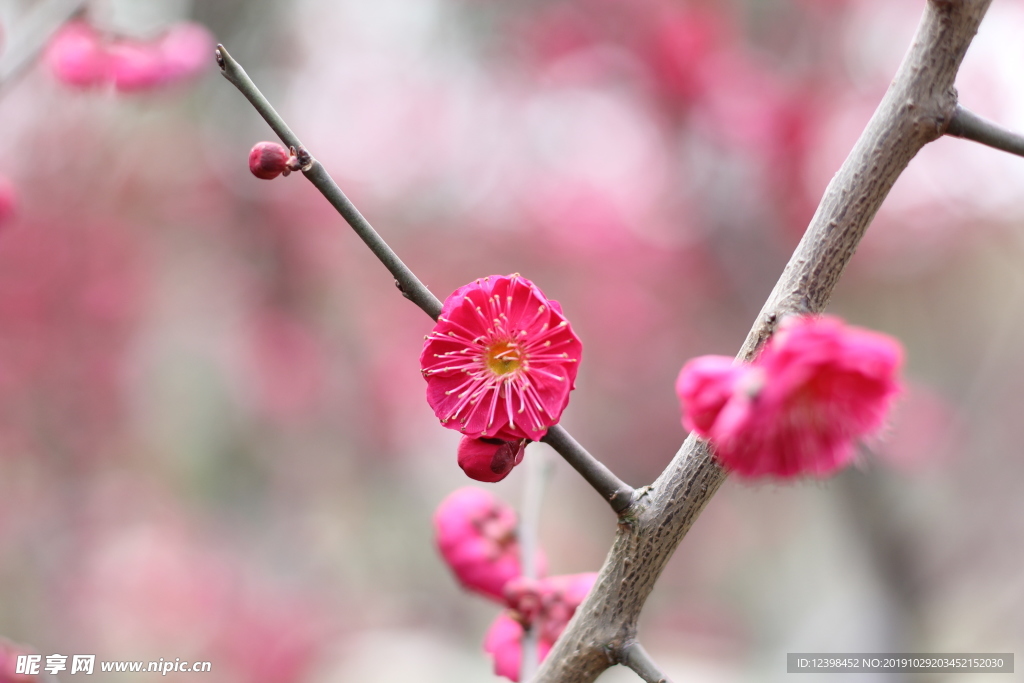 红色梅花