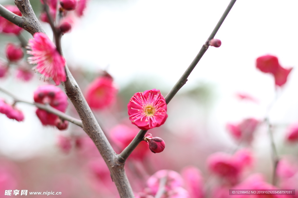 红色梅花