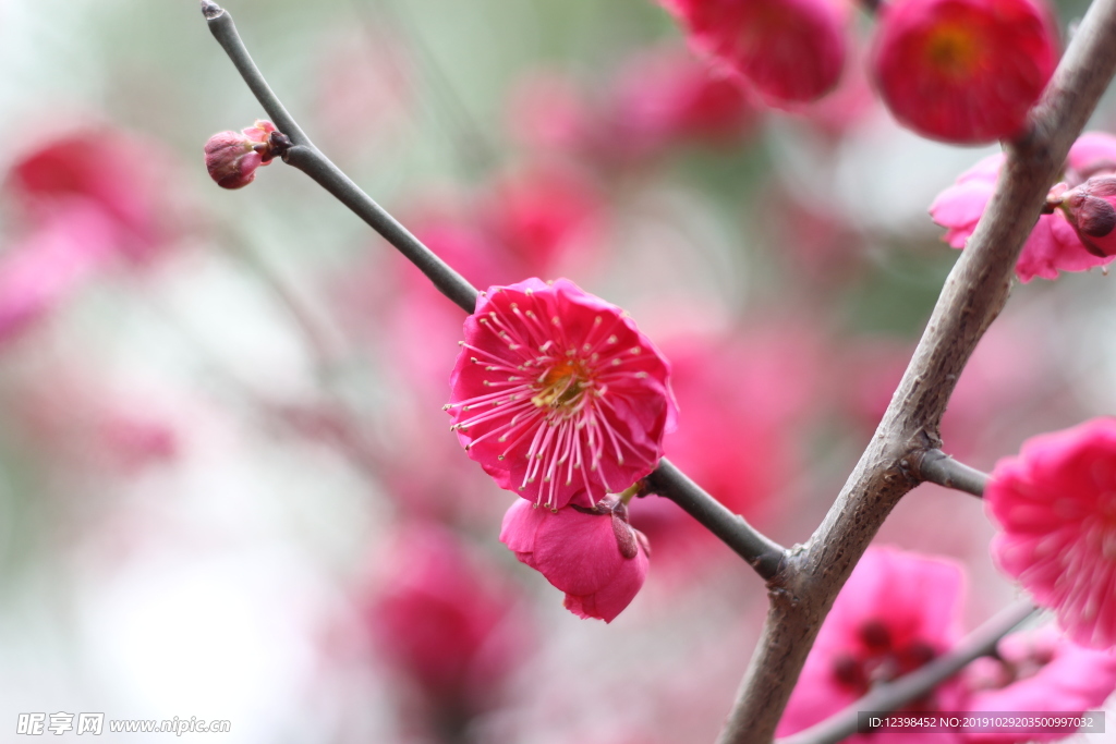 红色梅花
