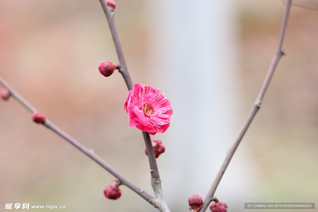 红色梅花