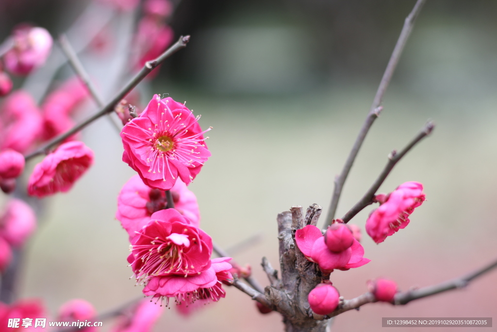 红色梅花