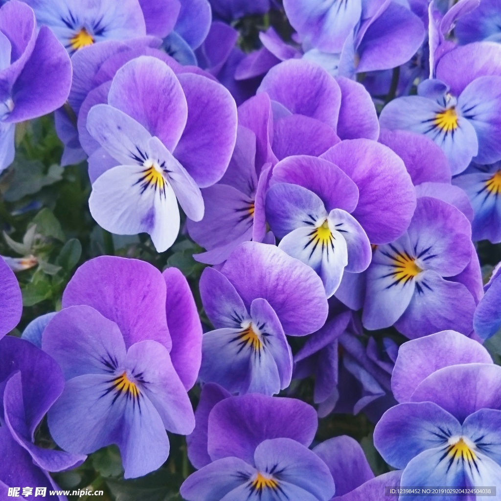 三色堇花