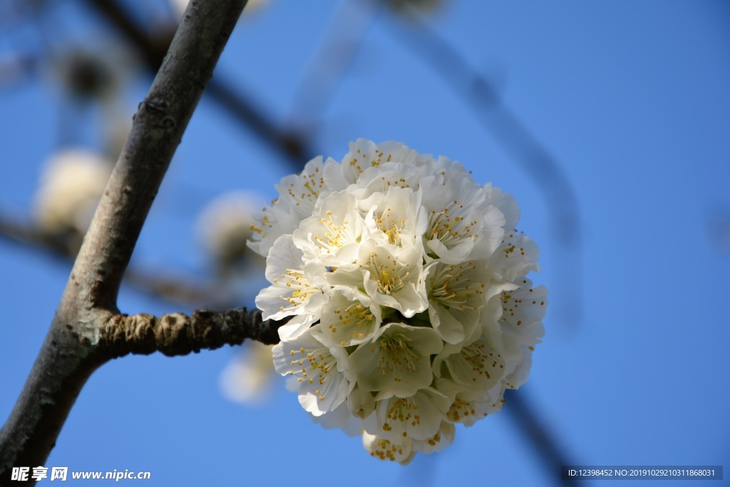 樱花