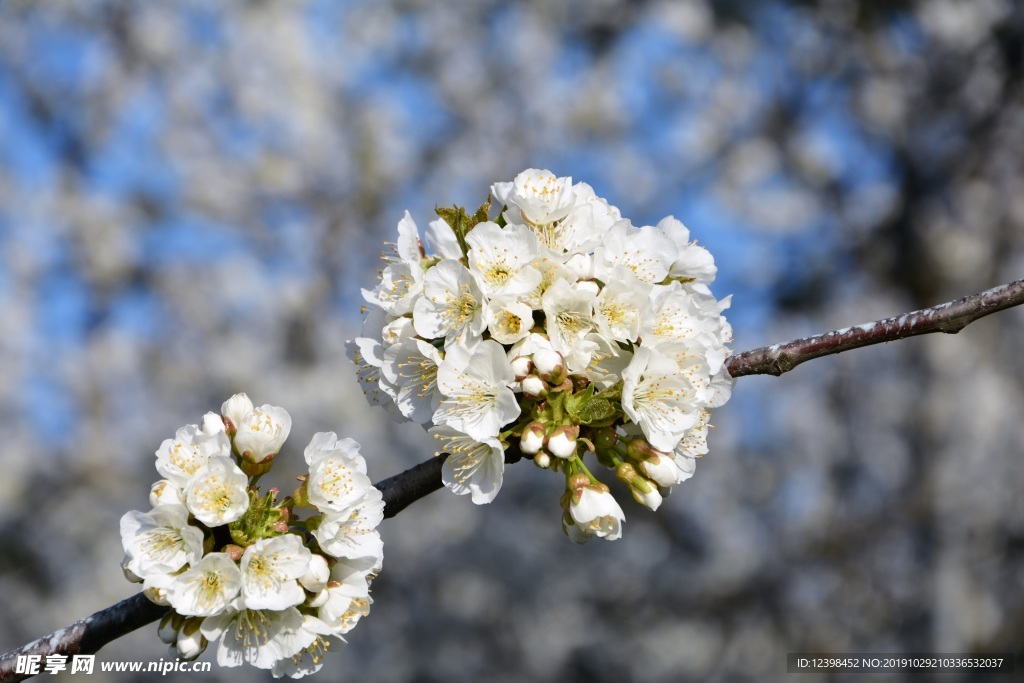 樱花