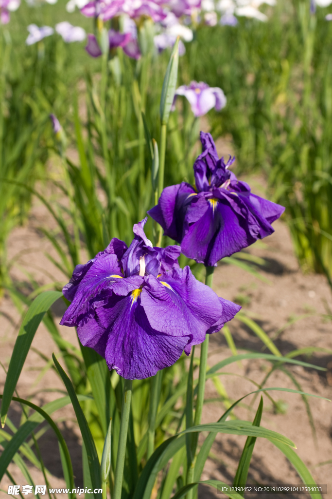 鸢尾花