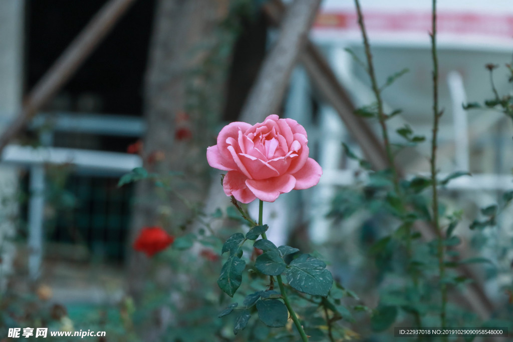 月季花