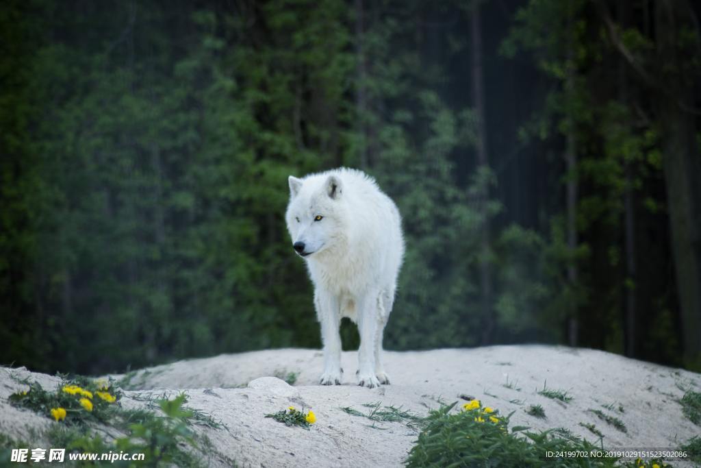 狼
