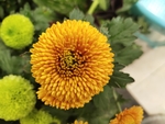 秋菊