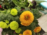 秋菊