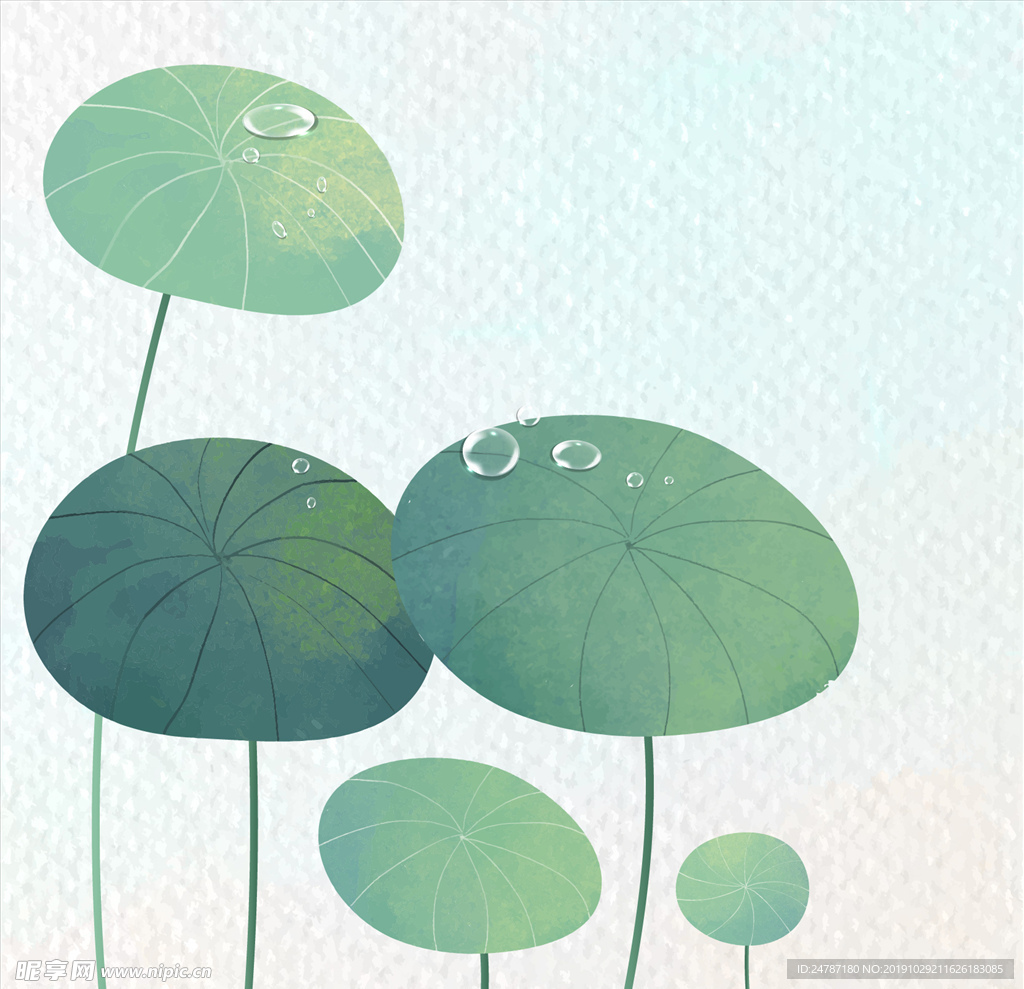 荷花