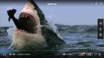 海洋霸主鲨鱼