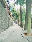 林荫路 小路 大树 街子味江