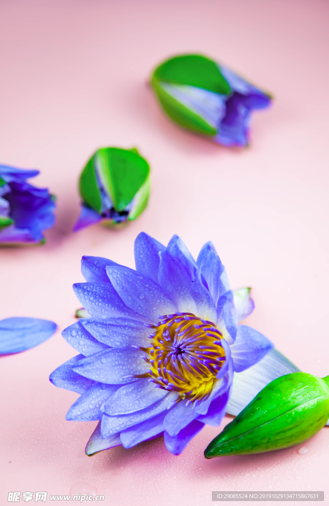 蓝莲花