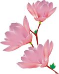 花朵素材