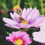 蜂蜜