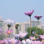 小花