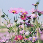 小花