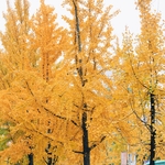 银杏
