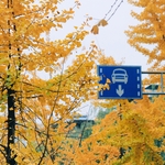 银杏
