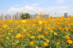 小花