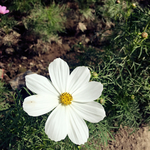 小花