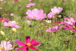 小花