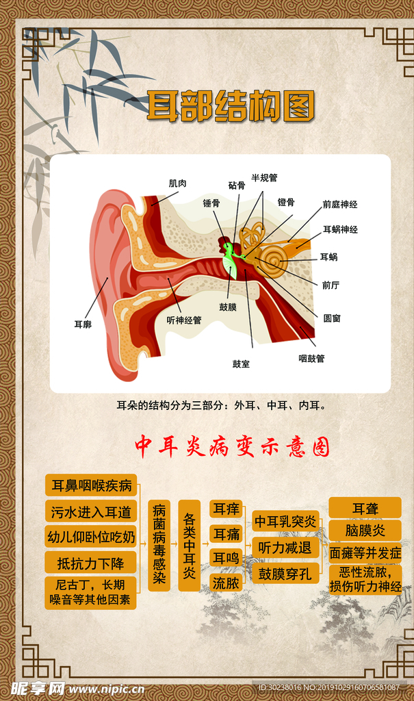 耳部结构图