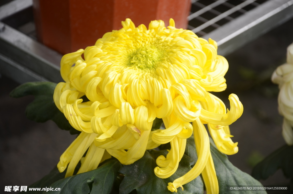 菊花