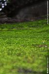 苔藓