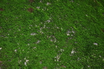 苔藓