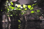 沼泽