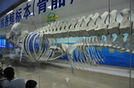 标本