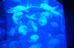 水母