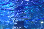 海底世界