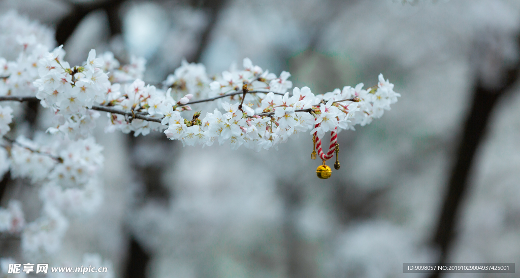 樱花